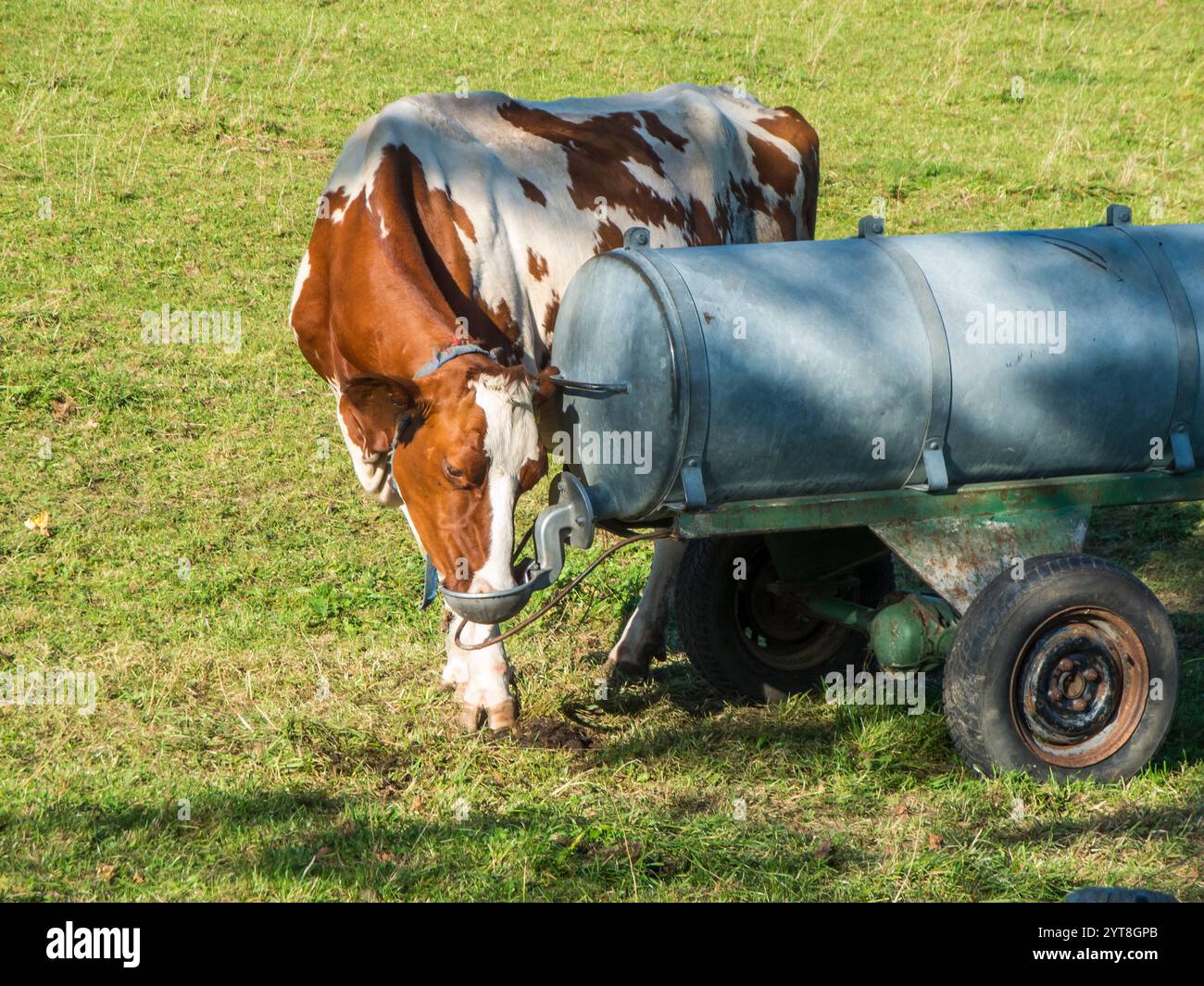 Vista completa del corpo di una mucca maculata marrone che beve da una cisterna d'acqua in estate in Baviera. Foto Stock