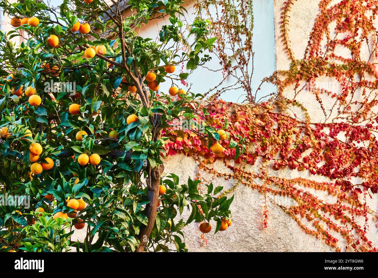 Arancio con arance e crepuscolo rosso della virginia sul muro. Foto Stock
