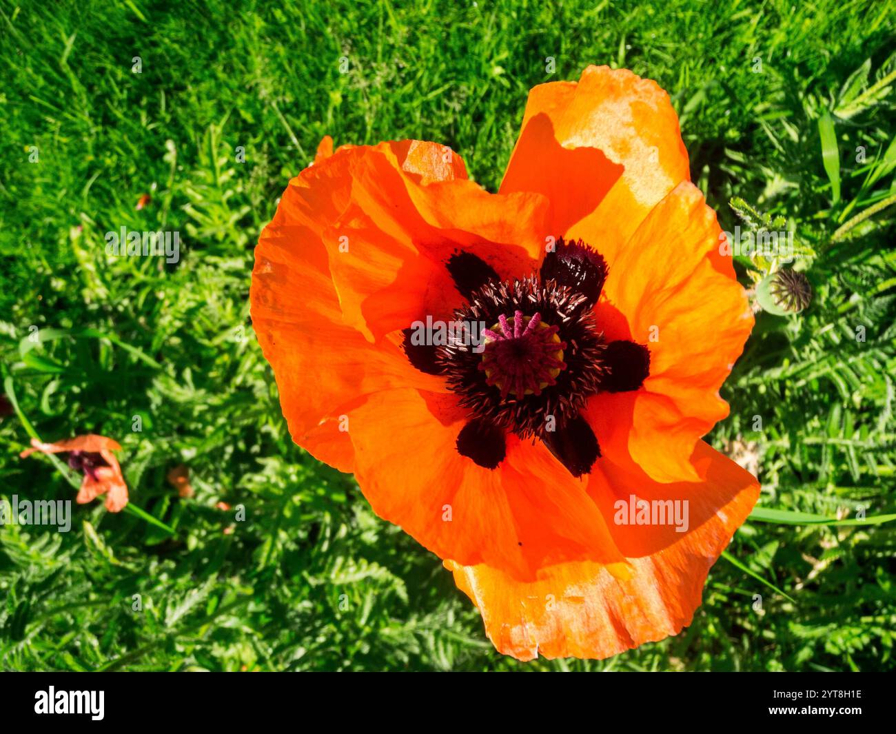 Vista dall'alto della fioritura di una pianta di papavero (lat: Papaver rhoeas) con piante di erba verde sullo sfondo sfocato. Foto Stock Vista dall'alto della fioritura di una pianta di papavero (lat: Papaver rhoeas) con piante di erba verde sullo sfondo sfocato. Foto Stock