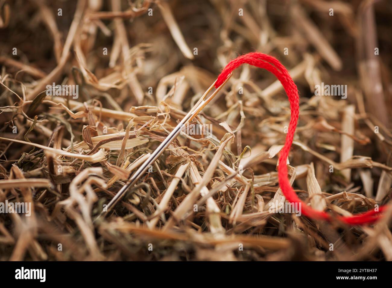 Grande ago indurente con filettatura rossa nel pagliaio Foto Stock