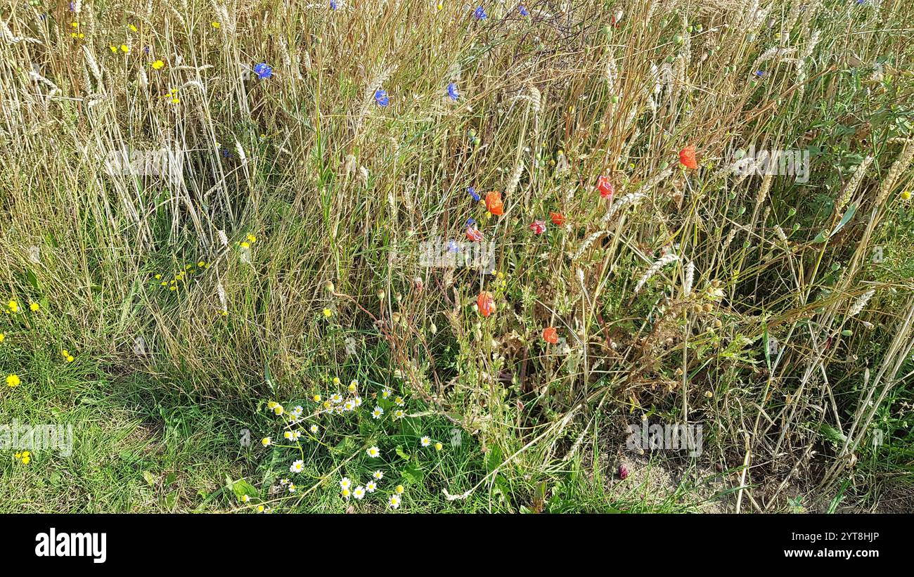 Bordo del campo fiorito con fiori di mais e papaveri. Il bordo del campo è ricoperto da piante in fiore come fiori di mais e papaveri. Funge da zona cuscinetto tra il campo e gli habitat circostanti e fornisce protezione e cibo agli insetti. Tali strisce floreali contribuiscono alla conservazione della biodiversità. Foto Stock
