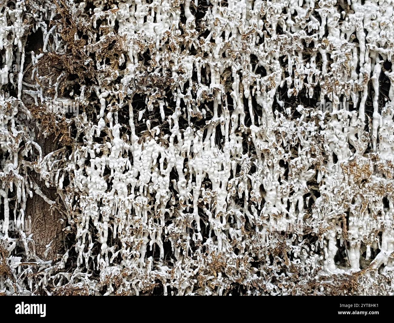 Crosta salata sui fasci di legno di una torre di graduazione. La struttura salina si crea quando la salamoia si allunga sopra la parete di brushwood di spina nera. Ciò aumenta il contenuto di sale del liquido. Allo stesso tempo, si forma un microclima benefico nell'area circostante la casa di laurea, che viene utilizzata per scopi terapeutici. Foto Stock