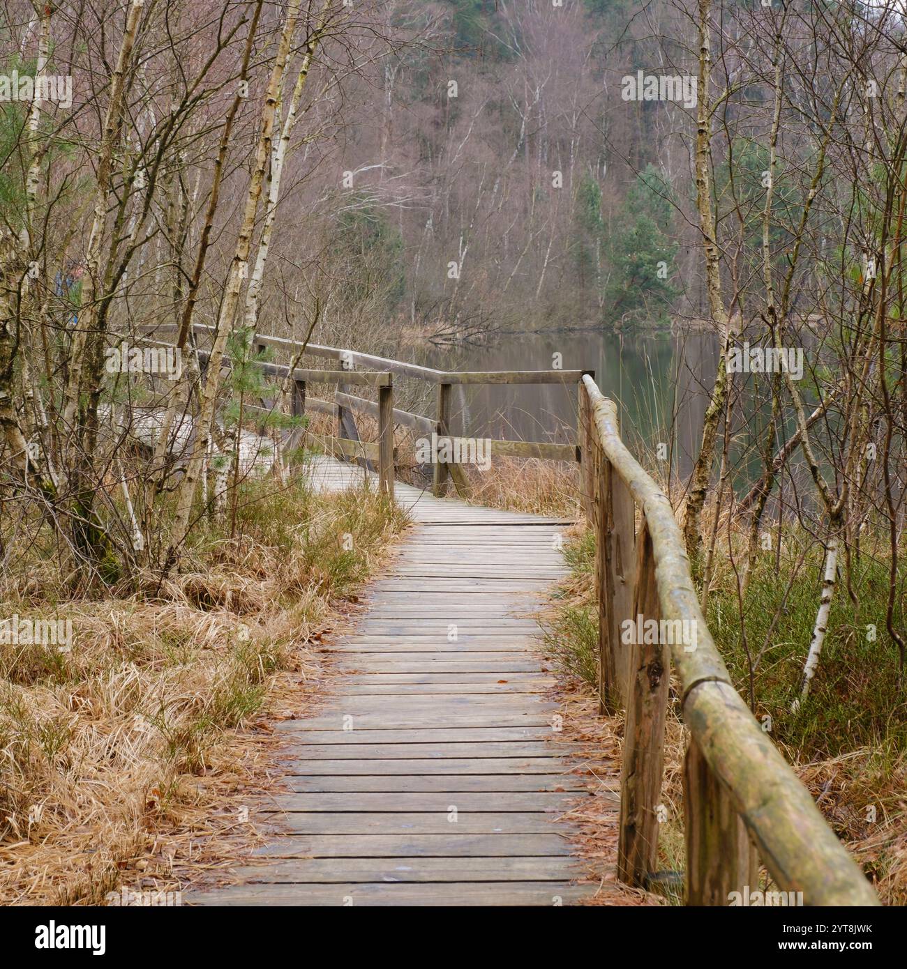 Germania, Meclemburgo-Pomerania Occidentale, Distretto dei laghi del Meclemburgo, Parco Nazionale di Müritz, passerella sul Kesselmoor Foto Stock