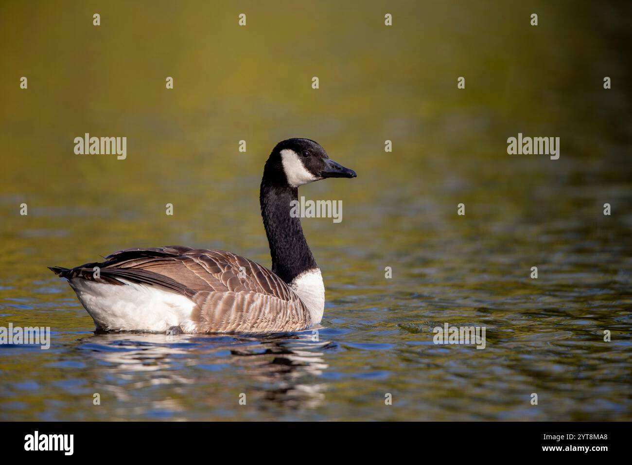 Un'oca canadese (Branta canadensis) nuota su uno stagno nella riserva naturale di Mönchbruch Foto Stock