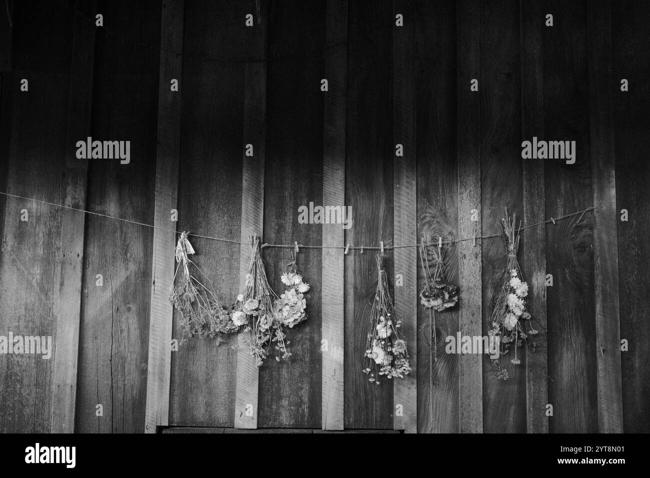 Semplicità senza tempo: Fiori secchi appesi in un'eleganza tranquilla. 🌿🖤 #RusticCharm #blackandwhite Foto Stock