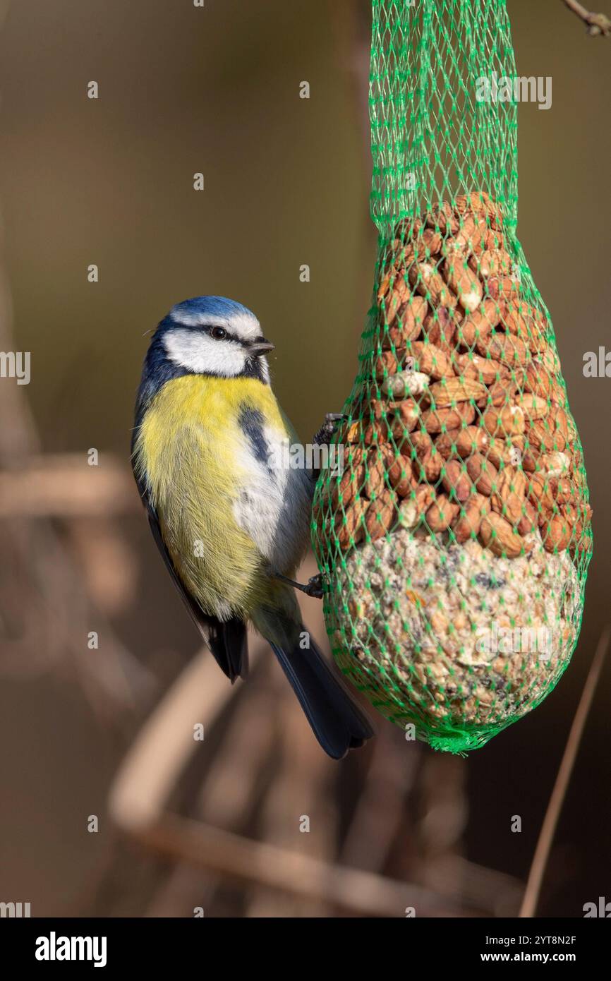 Tit blu (Cyanistes caeruleus) nella riserva naturale di Mönchbruch Foto Stock