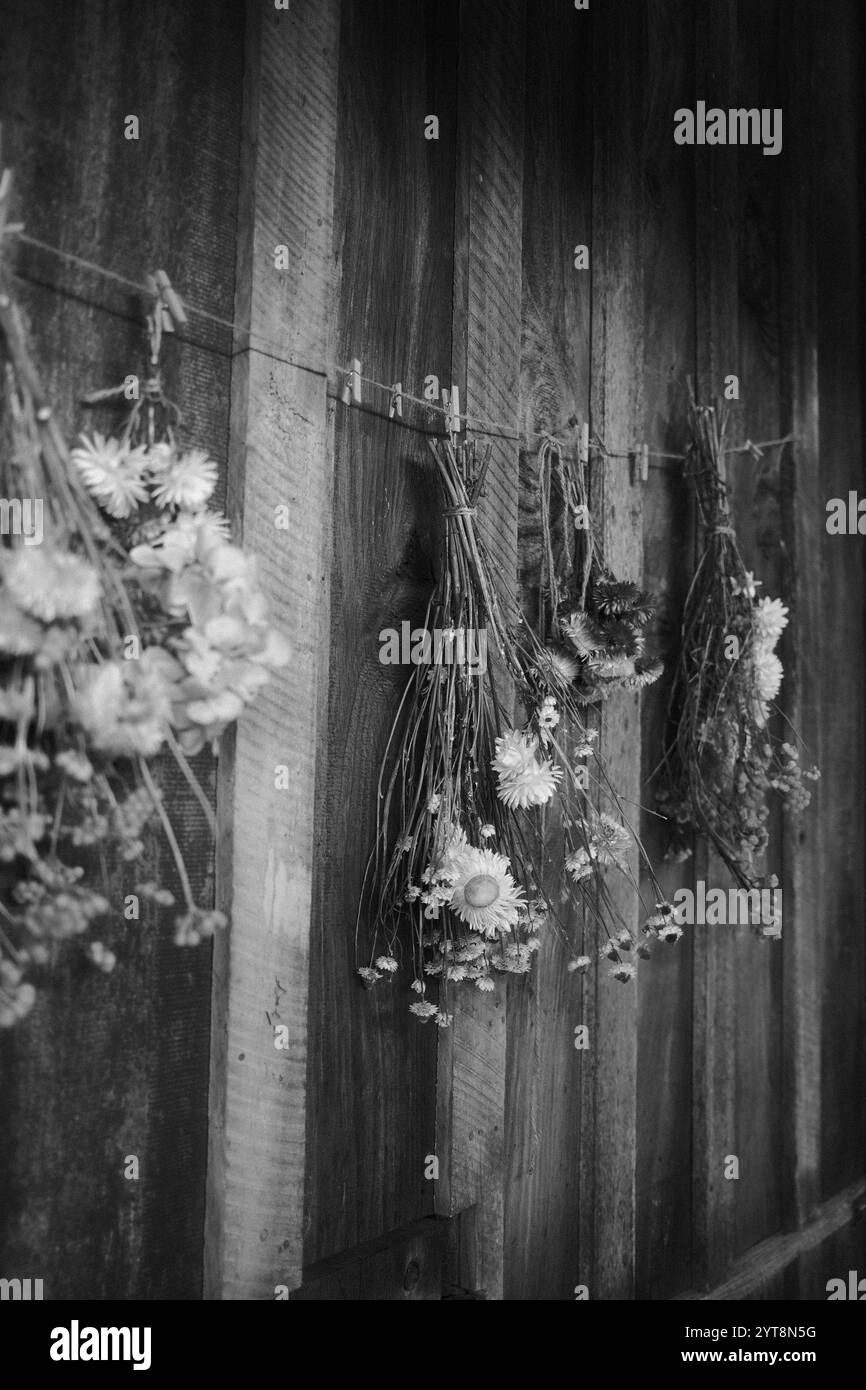 Semplicità senza tempo: Fiori secchi appesi in un'eleganza tranquilla. 🌿🖤 #RusticCharm #blackandwhite Foto Stock