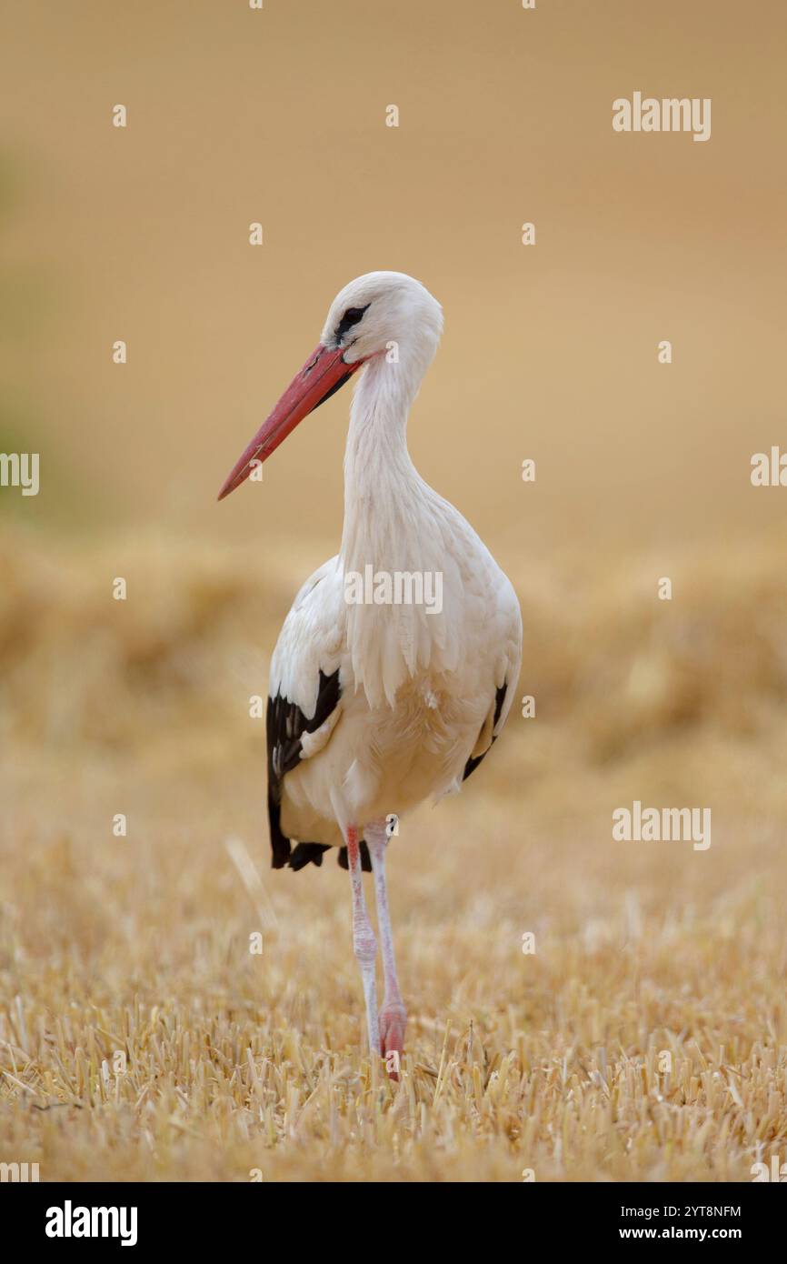 Cicogna bianca (Ciconia ciconia) in un campo di stoppia Foto Stock