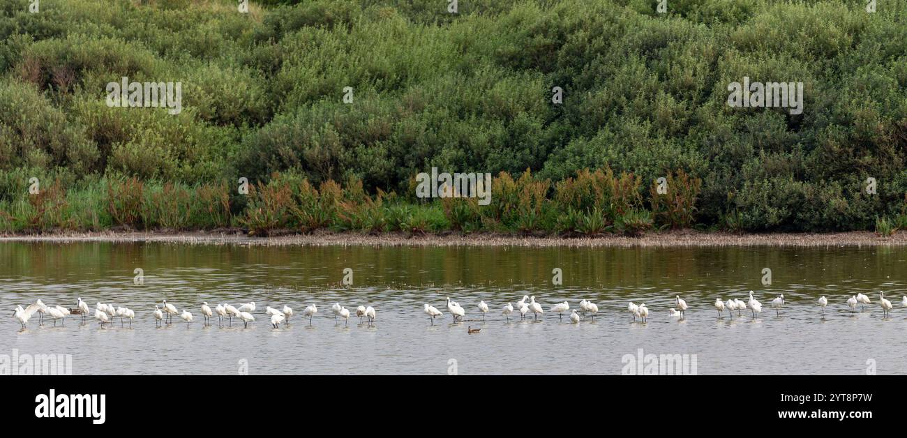 Spatole (Platalea leucorodia) nelle acque poco profonde del lago Hammersee su Juist, Isole Frisone Orientali, Germania. Foto Stock