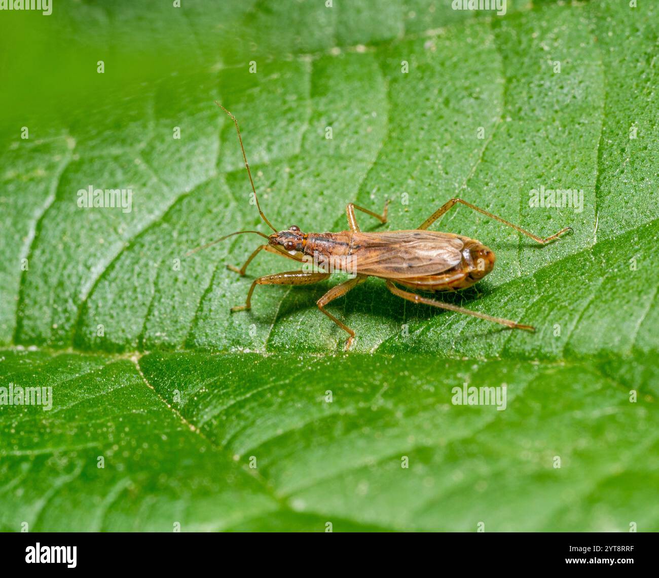Macro shot che mostra un comune Damsel Bug su foglia verde Foto Stock