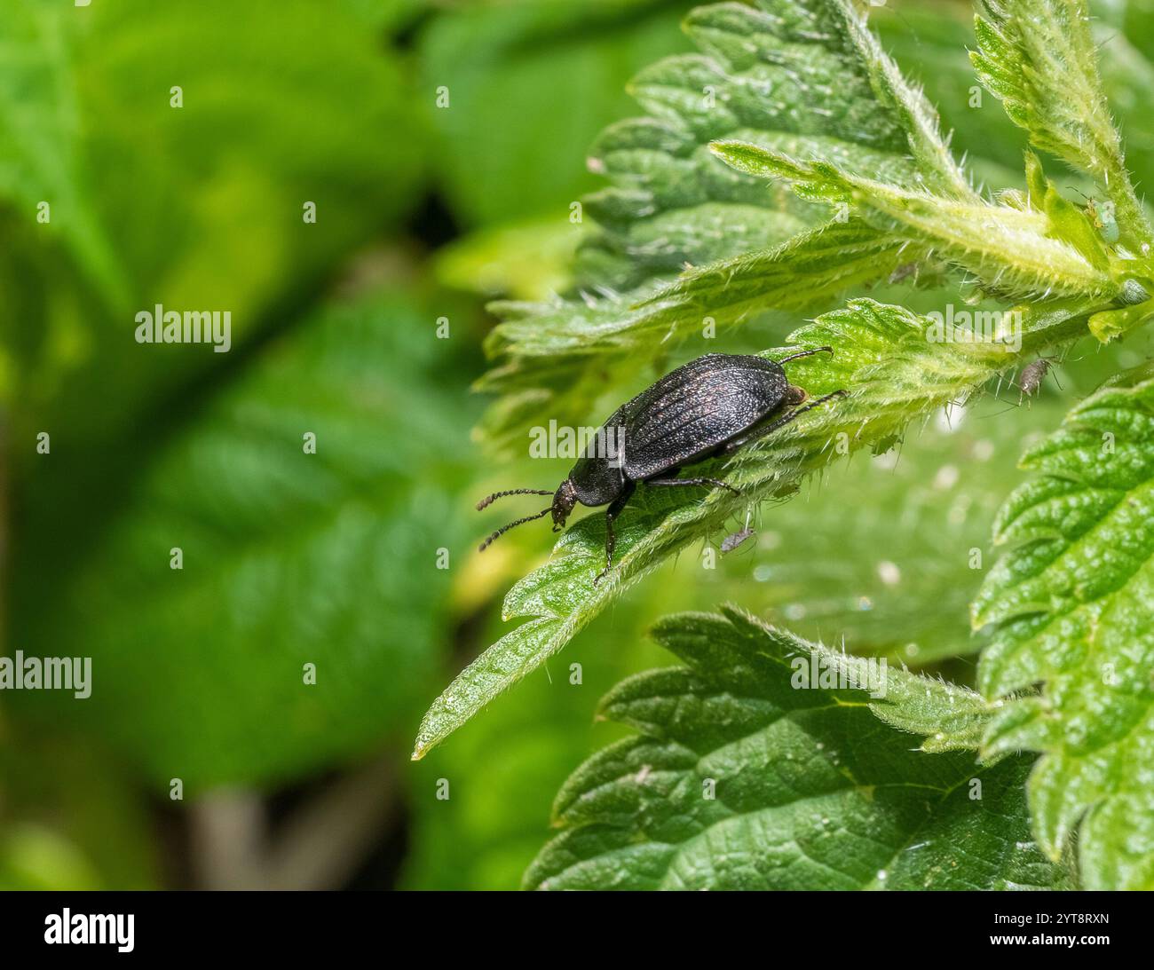 Scarabeo Carrion al bordo di una foglia di ortica pungente Foto Stock
