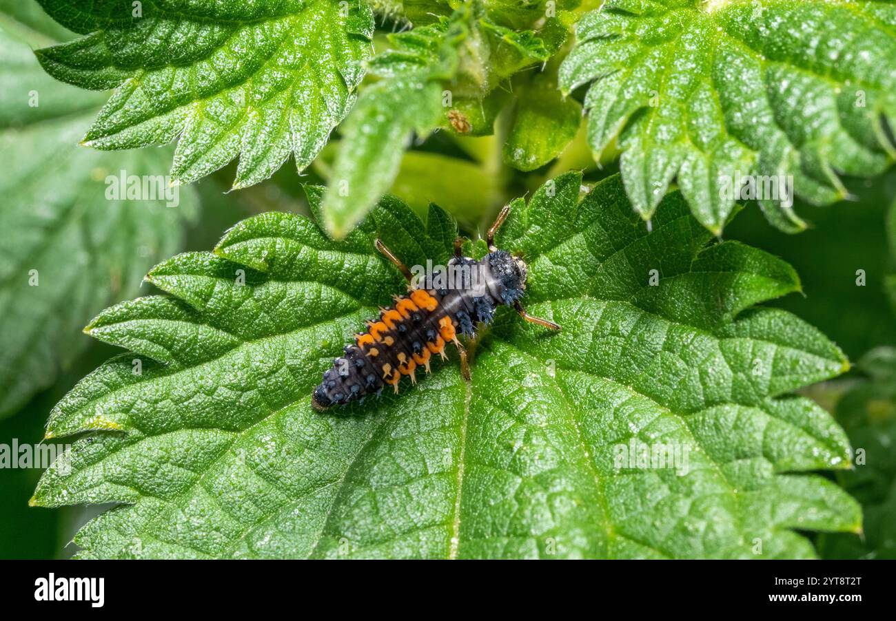 Foto macro di una larva di coccinella su una foglia verde di ortica Foto Stock