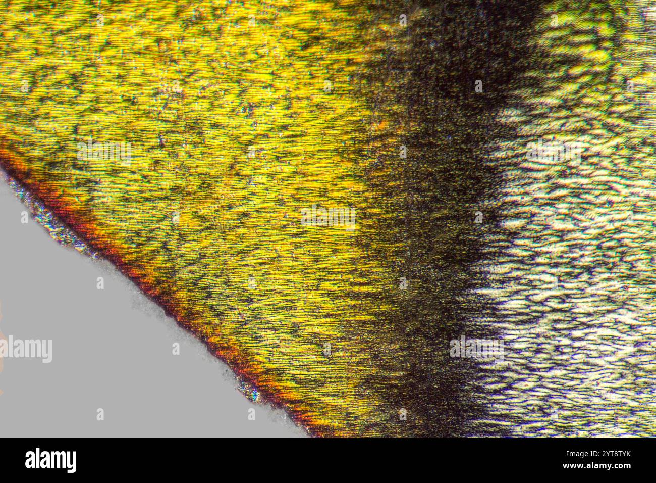 Dettaglio microscopico che mostra il bordo di un'olografia Foto Stock