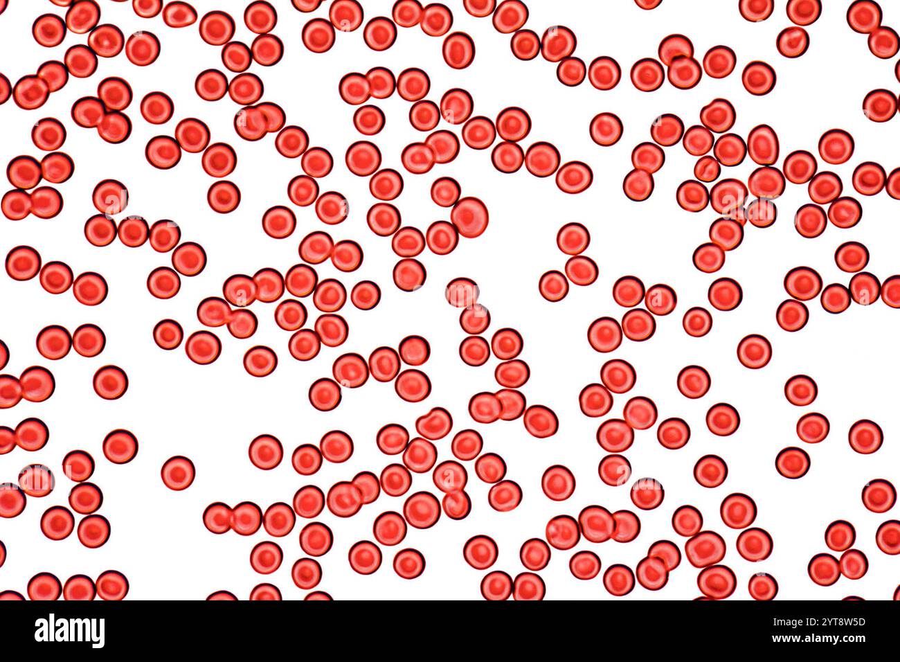 Dettaglio microscopico che mostra un sacco di cellule ematiche nella schiena bianca Foto Stock