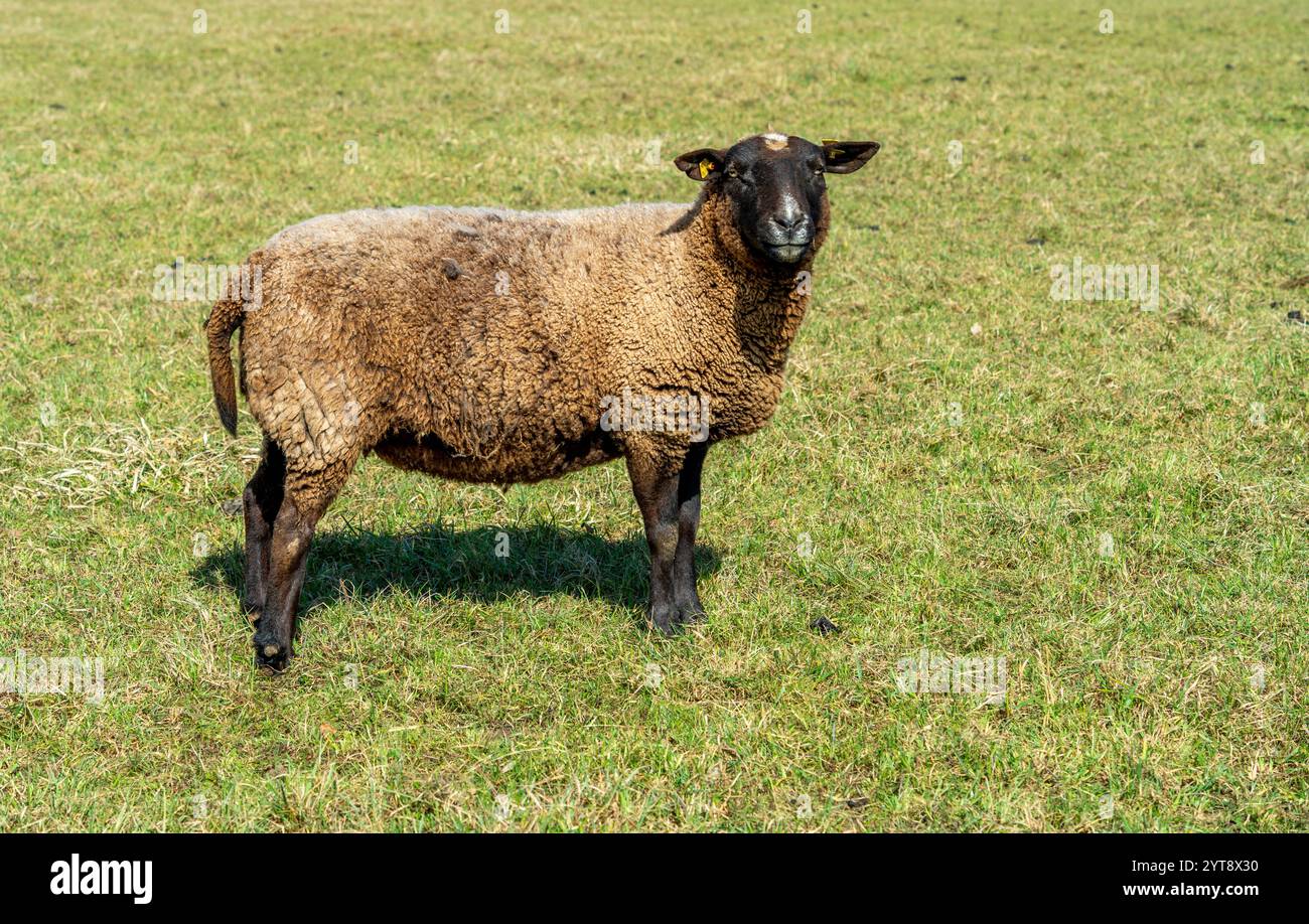 Inquadratura laterale di una pecora in un ambiente erboso all'inizio della primavera Foto Stock