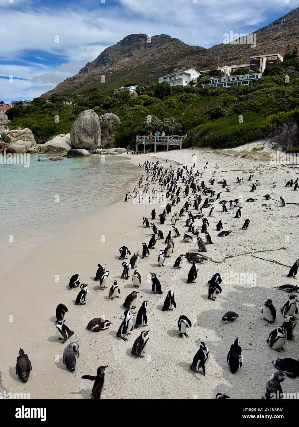 Pinguini africani a Boulders Beach Foto Stock