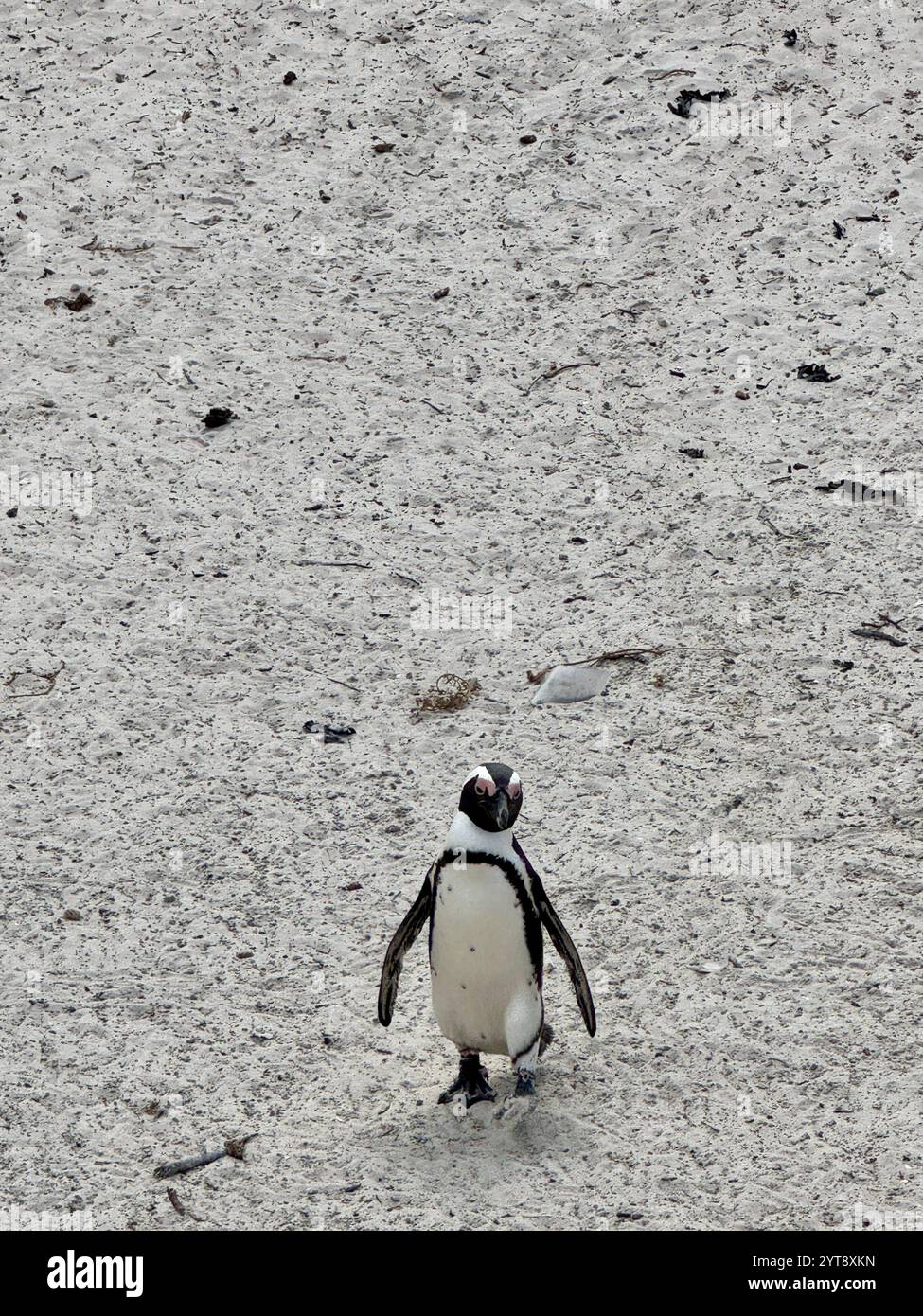 Pinguino africano a Boulders Beach, Sudafrica Foto Stock