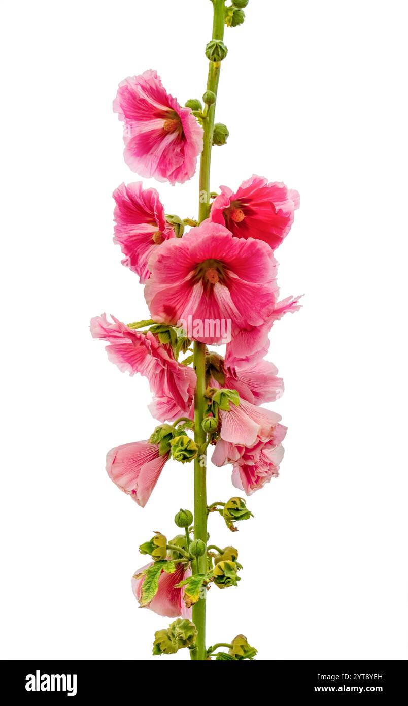 Fiore di hollyhock comune isolato nella schiena bianca Foto Stock