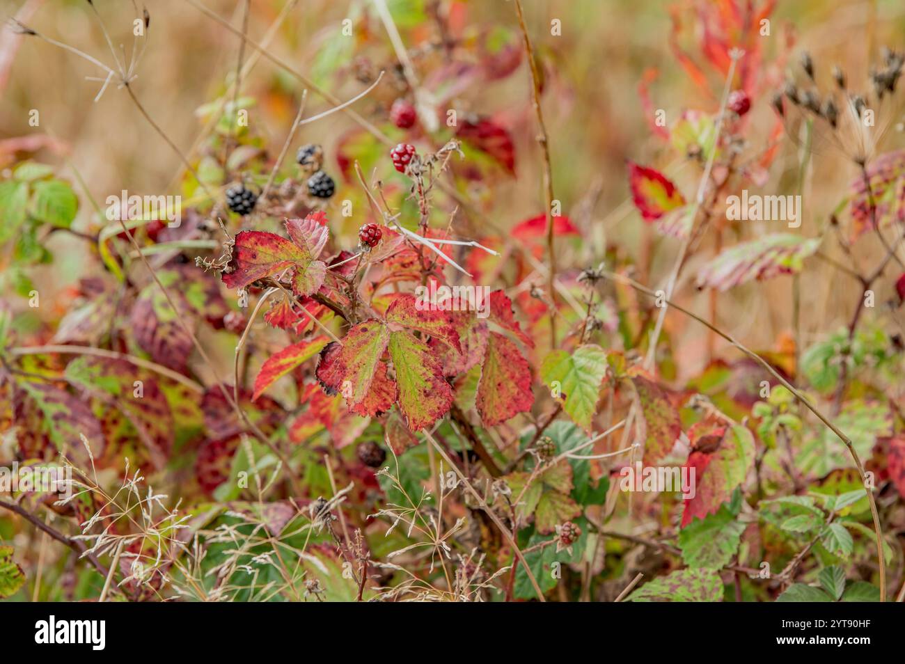 Gioco di colori in una stagione Foto Stock