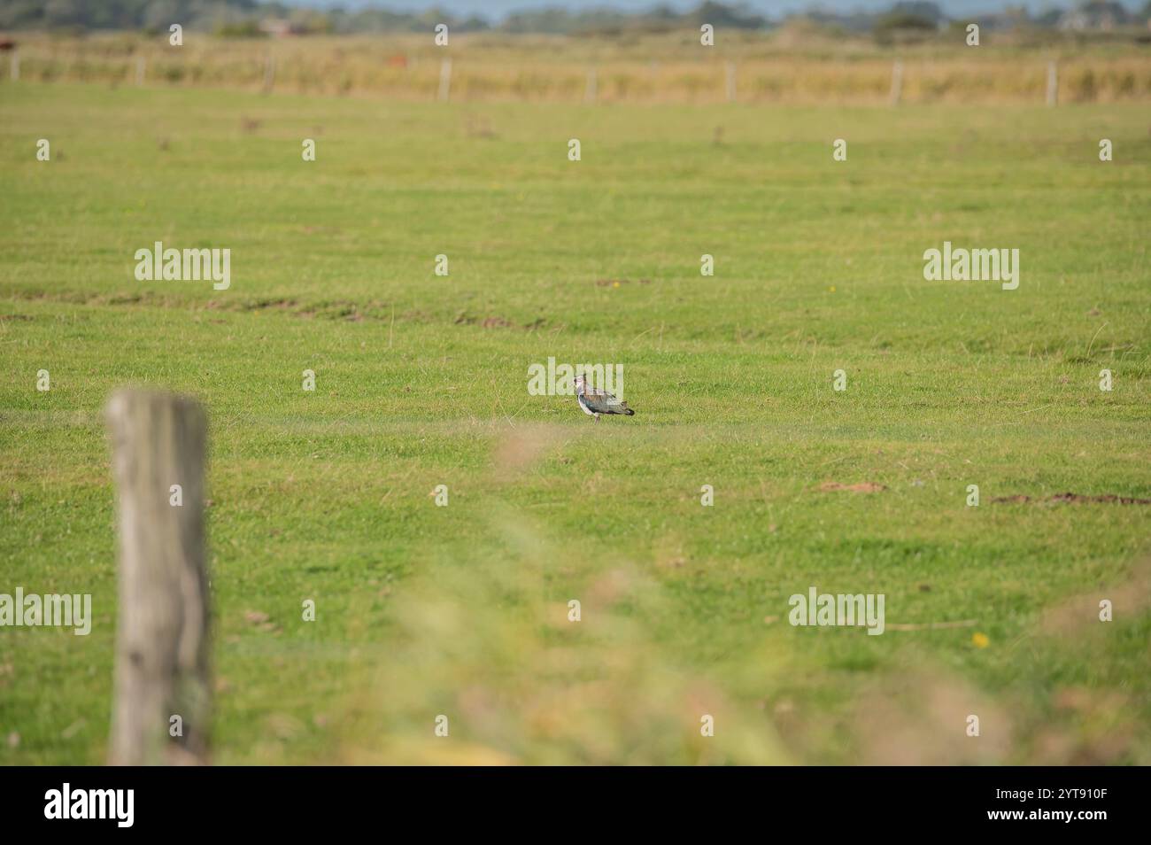 Lapwing nelle praterie Foto Stock