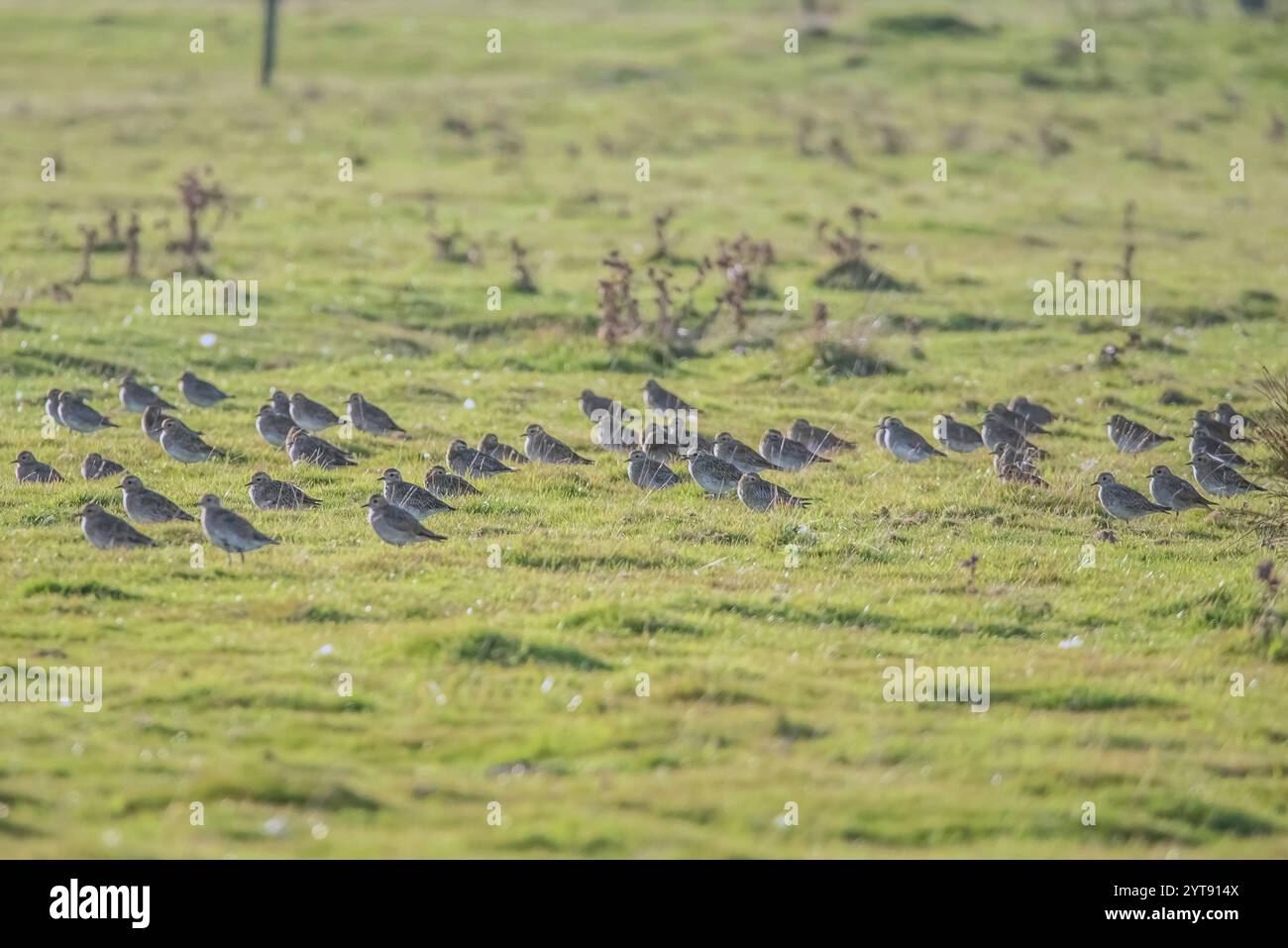 Uccelli nipe nei prati Foto Stock