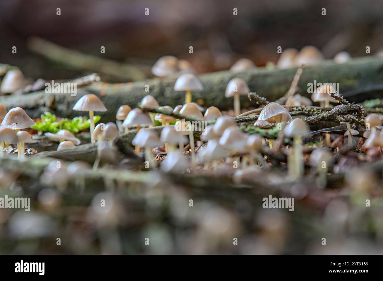 Leader dell'elminto nella foresta di conifere Foto Stock