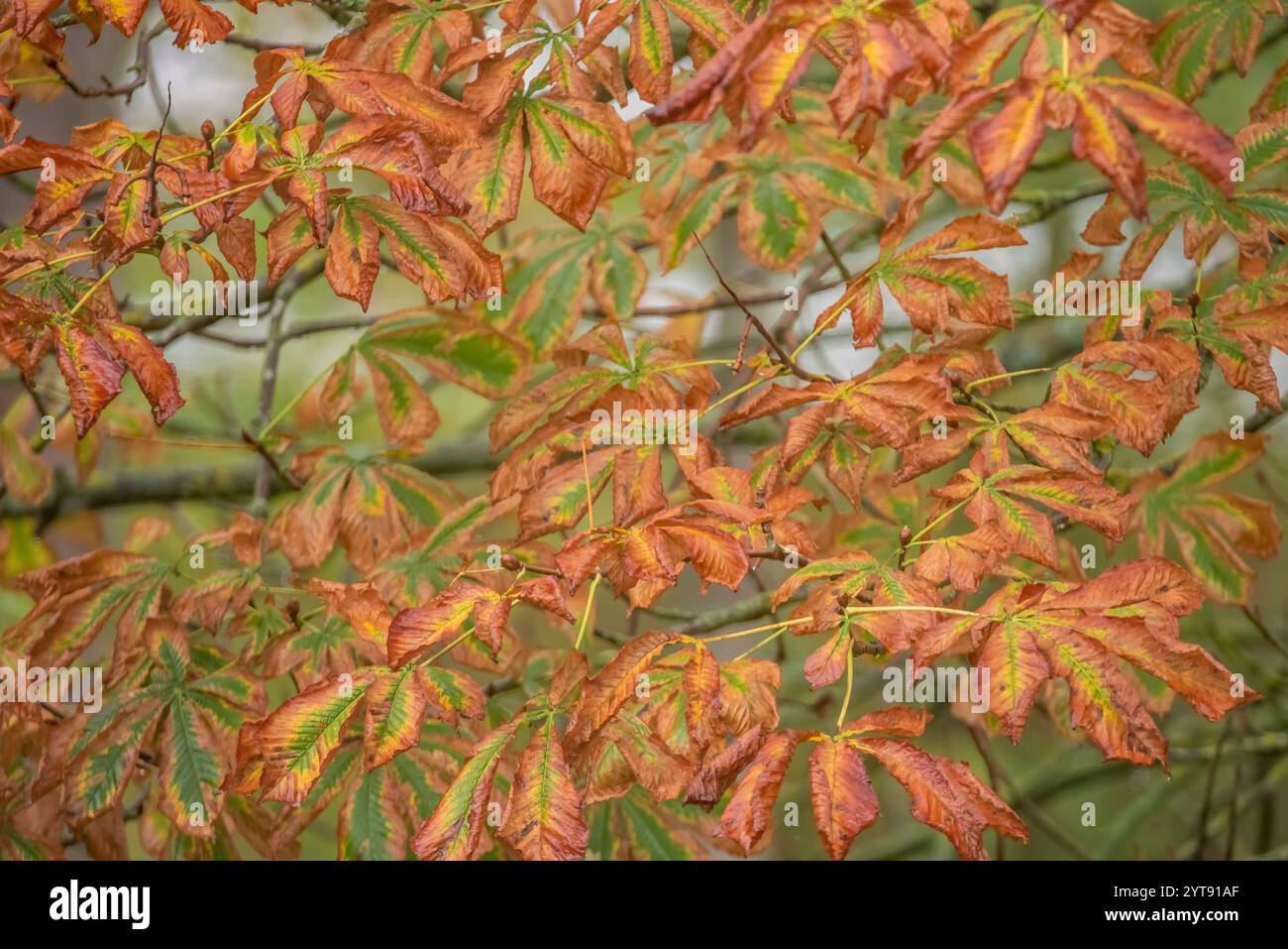 Colori autunnali sul castagno Foto Stock