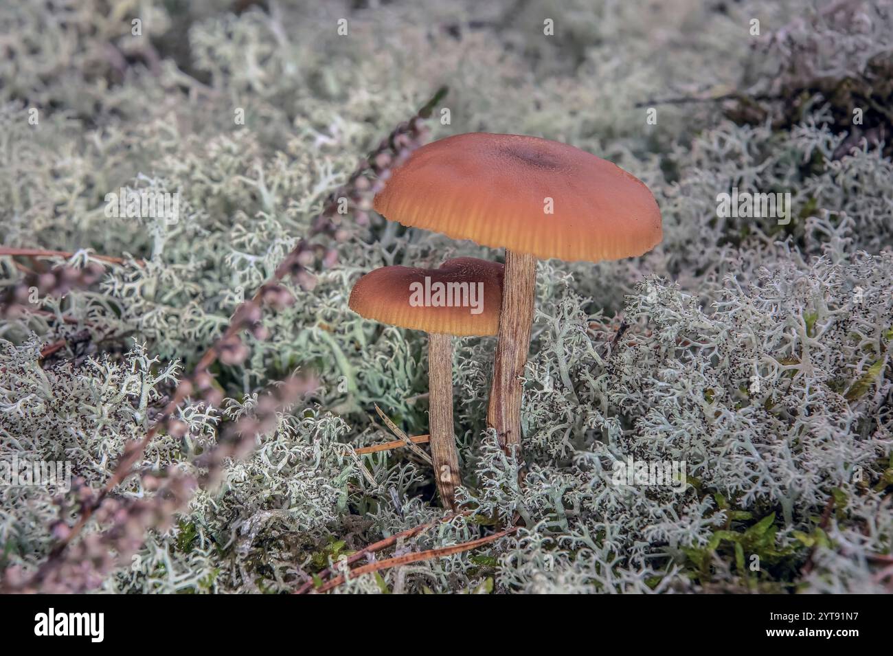 Imbuto per vernice con gambo marrone Foto Stock