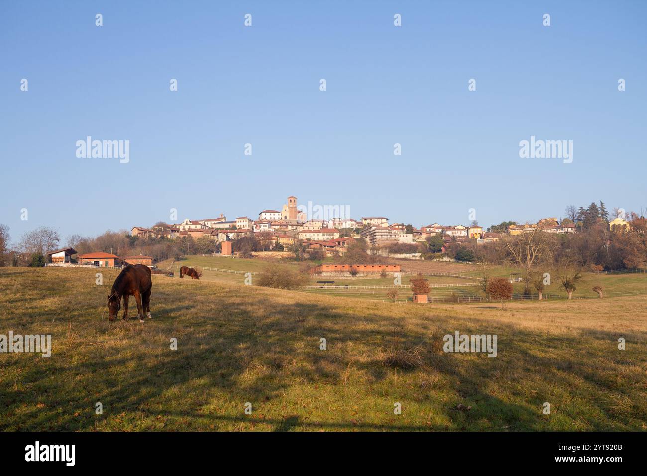Cavalli nel Marentino, nella campagna vicino a Torino Foto Stock