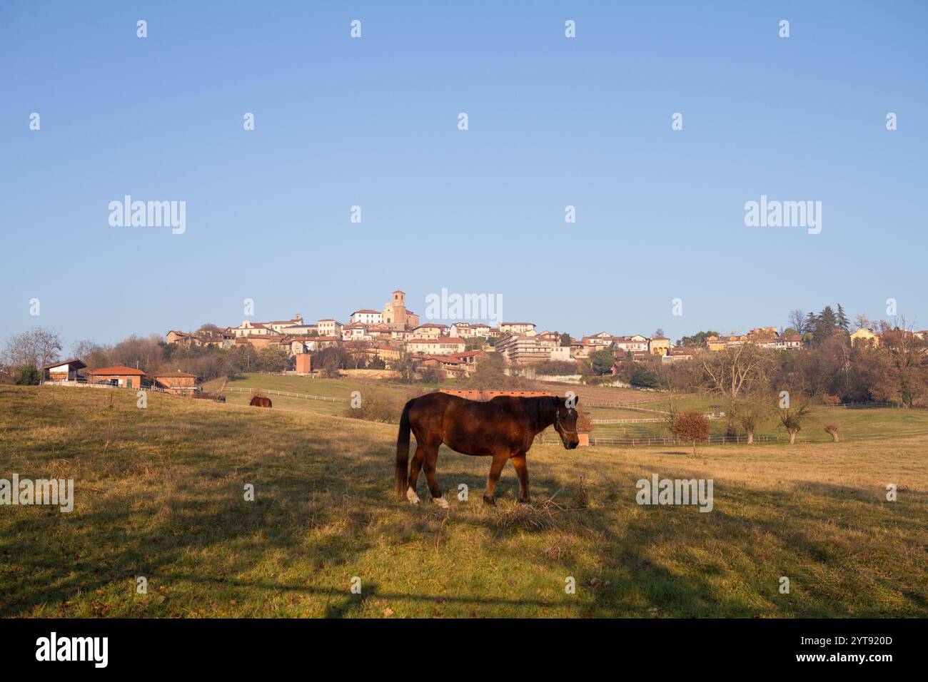 Cavalli nel Marentino, nella campagna vicino a Torino Foto Stock