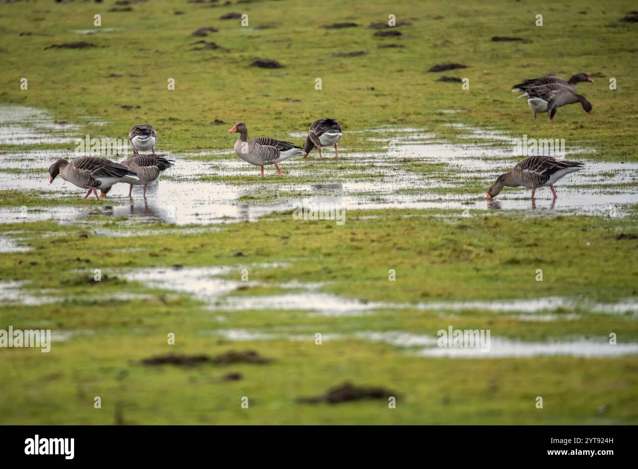 Oche Greylag su un prato bagnato Foto Stock
