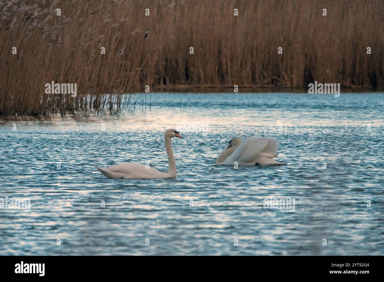 Lotta territoriale di cigni muti Foto Stock