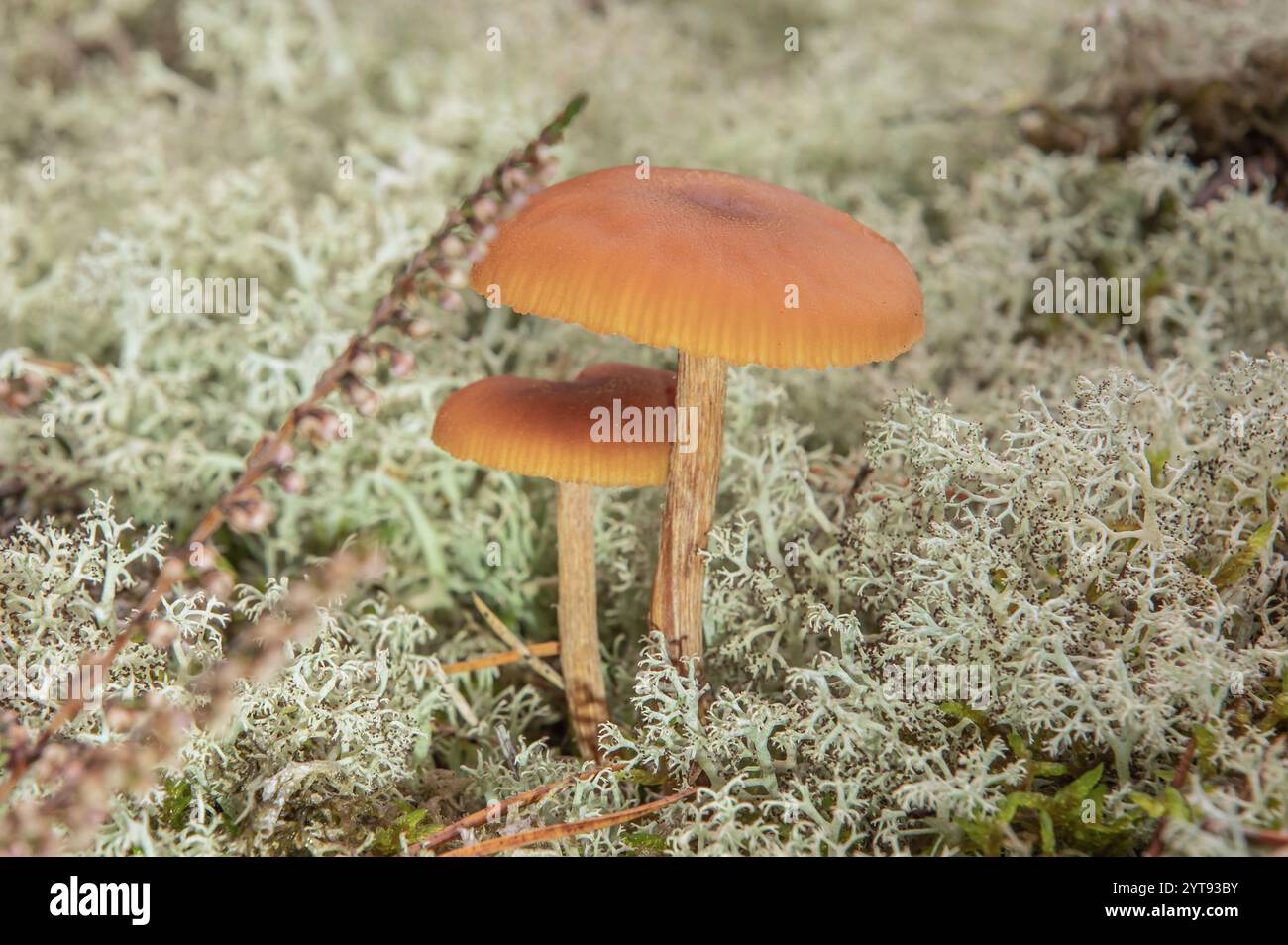 Imbuto verniciato con gambo marrone Foto Stock