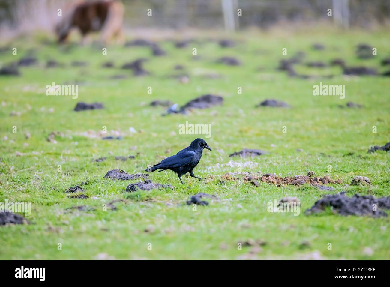 Raven in un'area agricola Foto Stock
