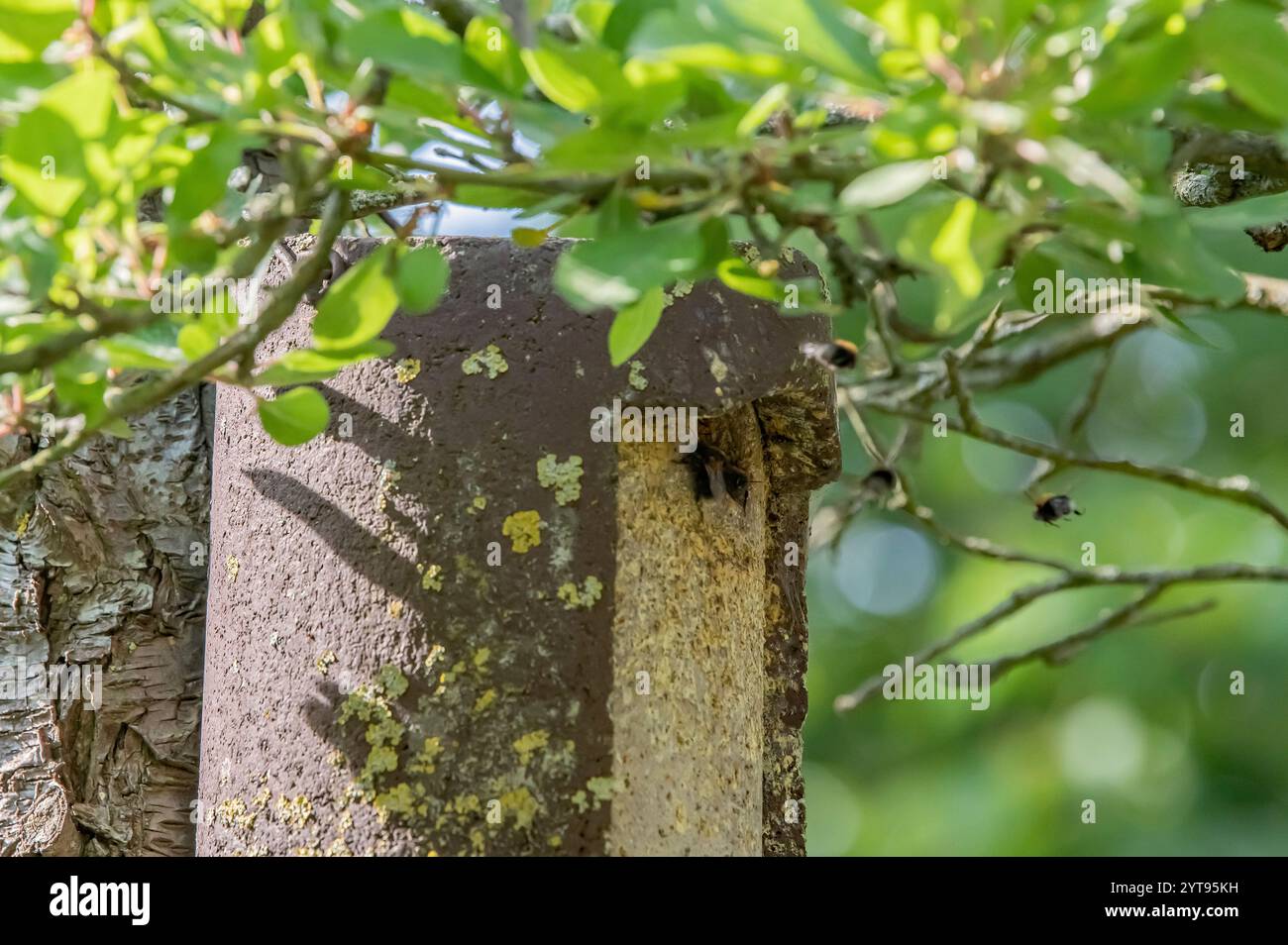 Sciame di Bumblebee alla casa degli uccelli Foto Stock