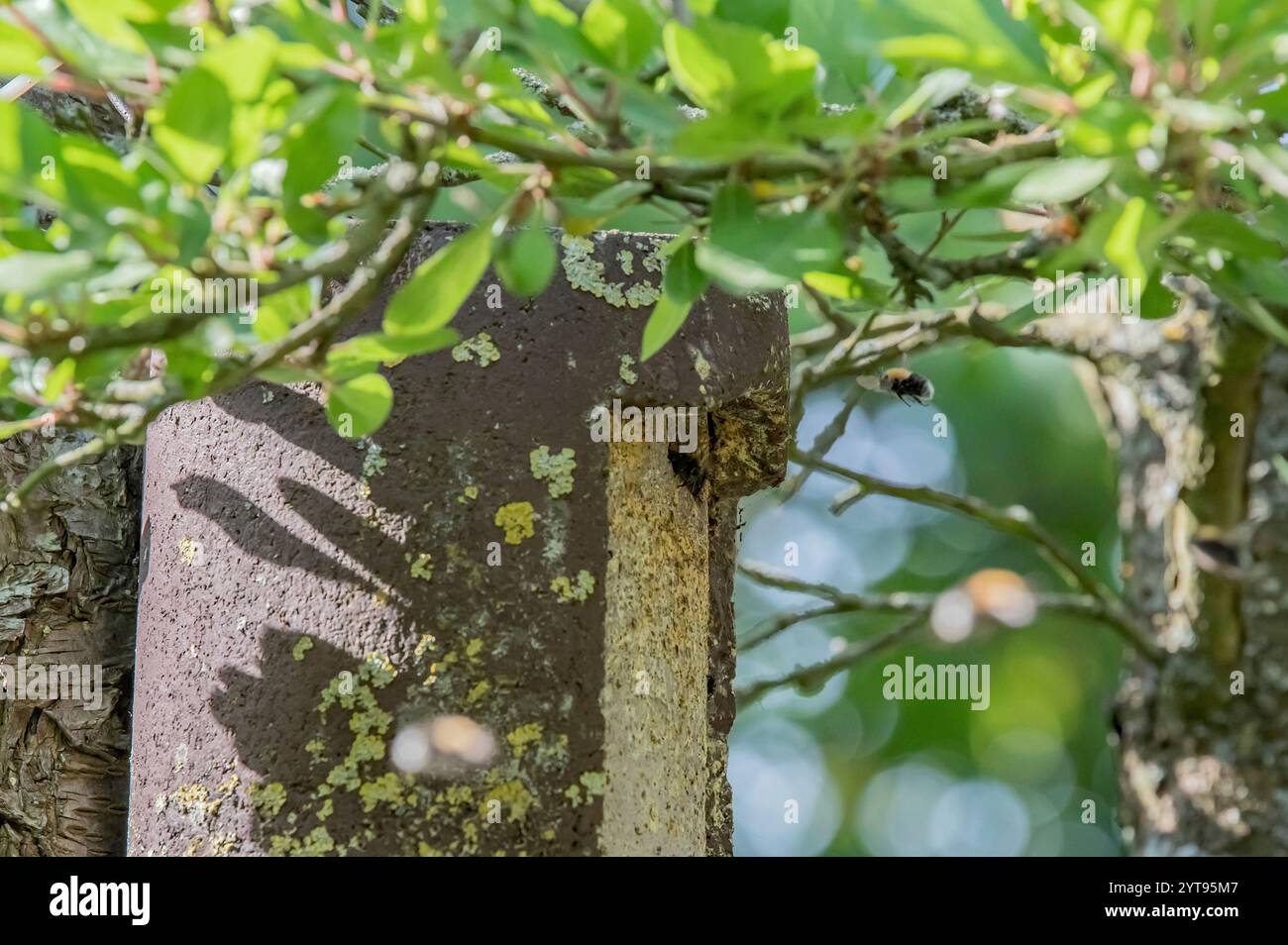 Sciame di api alla casa degli uccelli Foto Stock