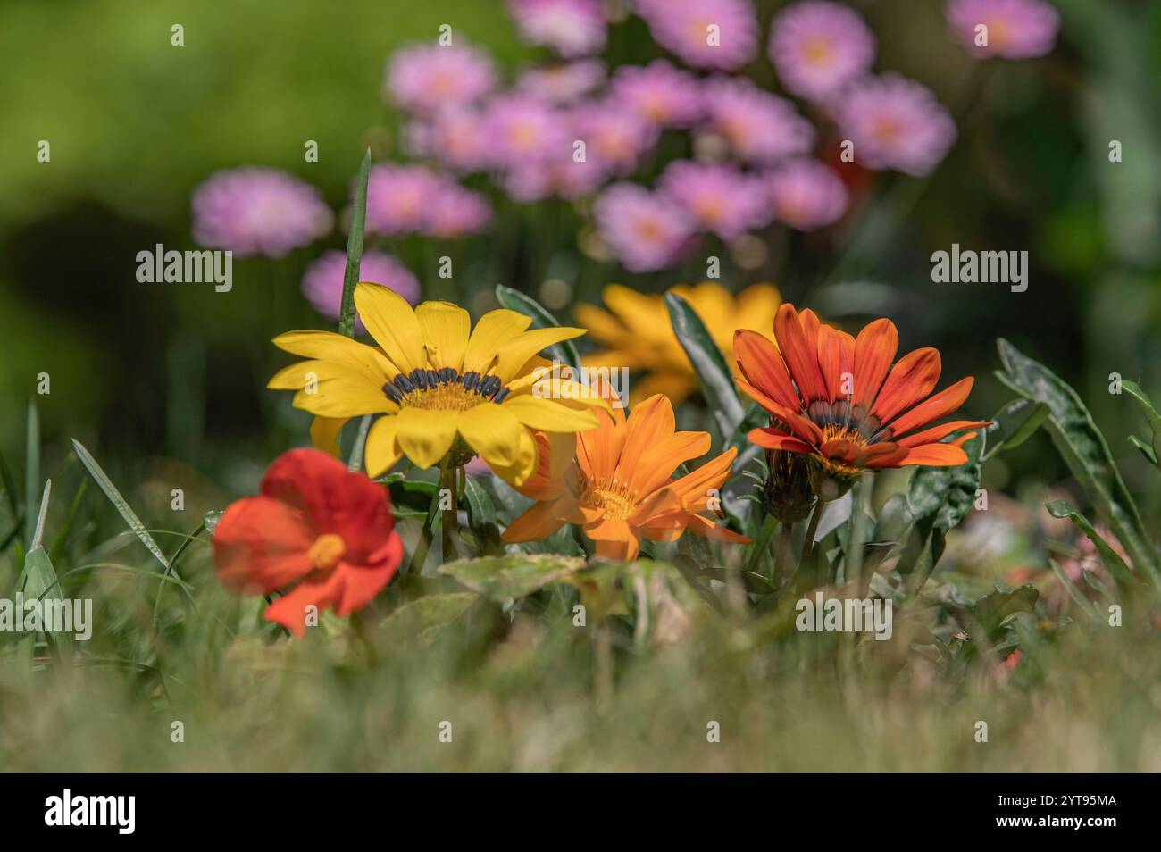 Letto di fiori in estate Foto Stock