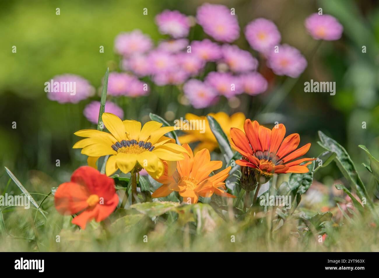 Letto di fiori in estate Foto Stock