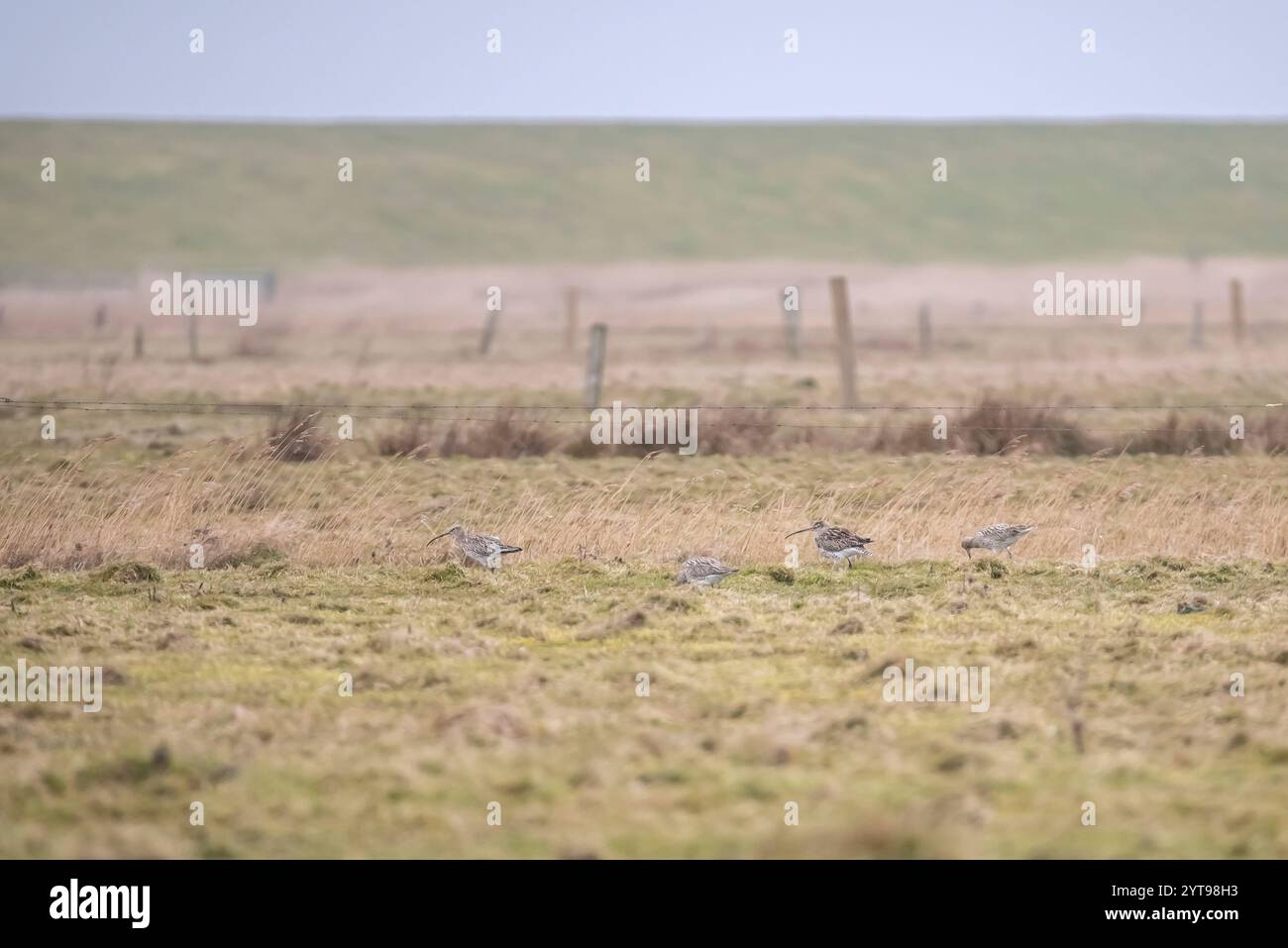 Whimbrel nei prati umidi Foto Stock