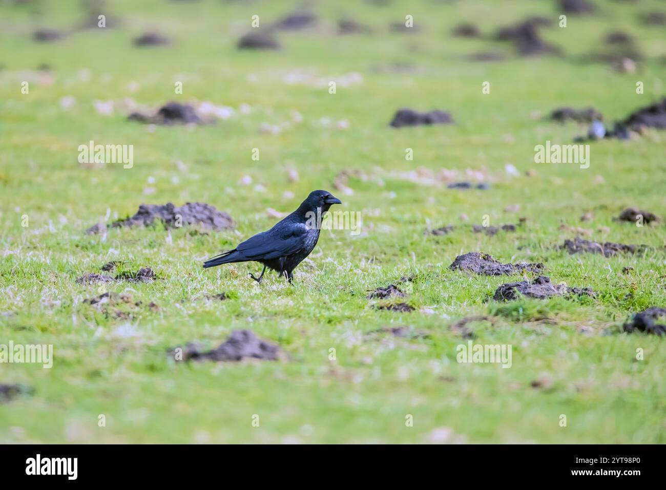 Raven in un'area agricola Foto Stock