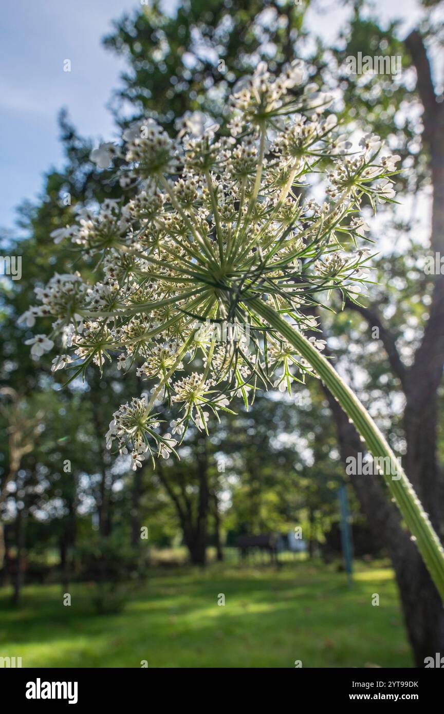 Carota selvatica in fiore Foto Stock