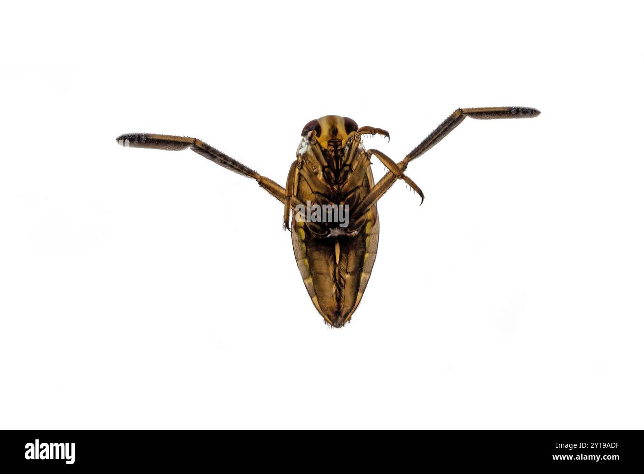 Immagine Frotal di un nuotatore con dorso sulla superficie dell'acqua Foto Stock
