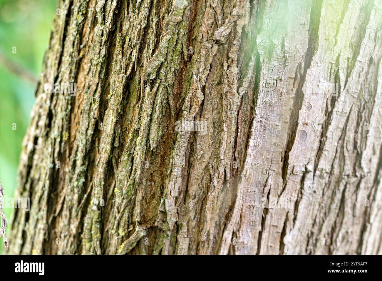 Primo piano della corteccia di un salice con profonde crepe sullo sfondo Foto Stock