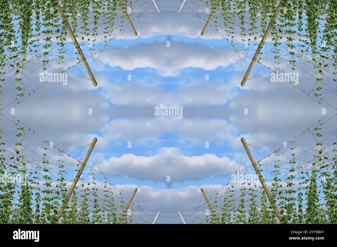 Collage fotografico cielo nuvoloso sopra il giardino hop Foto Stock