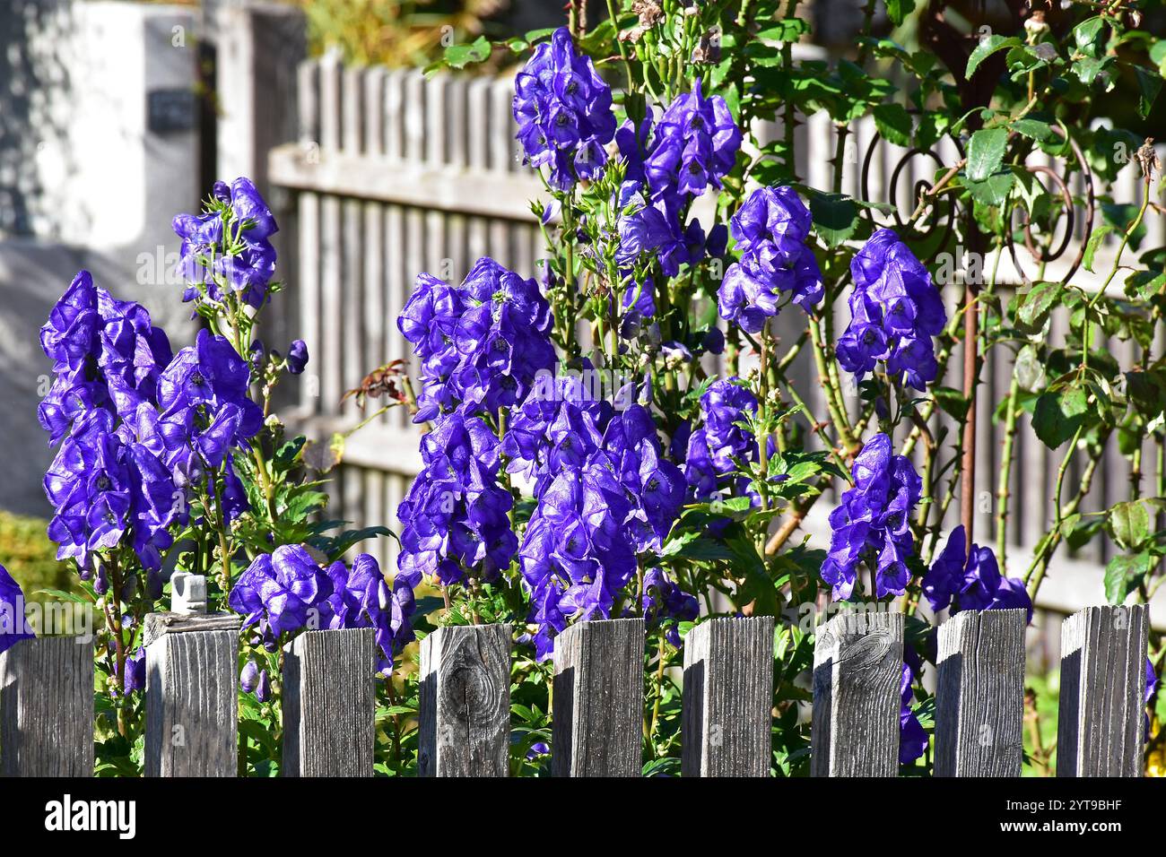 Le infiorescenze di aconite (Aconitum napellus) sbirciano sulla recinzione di un giardino di cottage Foto Stock