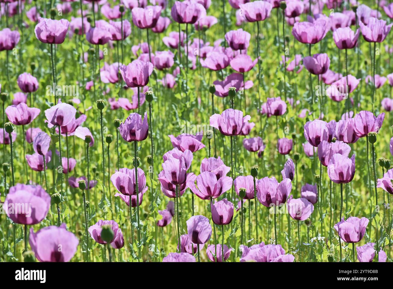 Coltivazione del papavero da oppio, Papaver somniferum, per la produzione di olio di semi di papavero Foto Stock
