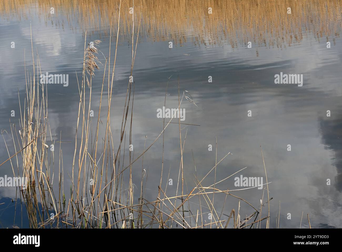 Le canne secche e le nuvole grigie si riflettono nel lago di bue dell'Amper Foto Stock