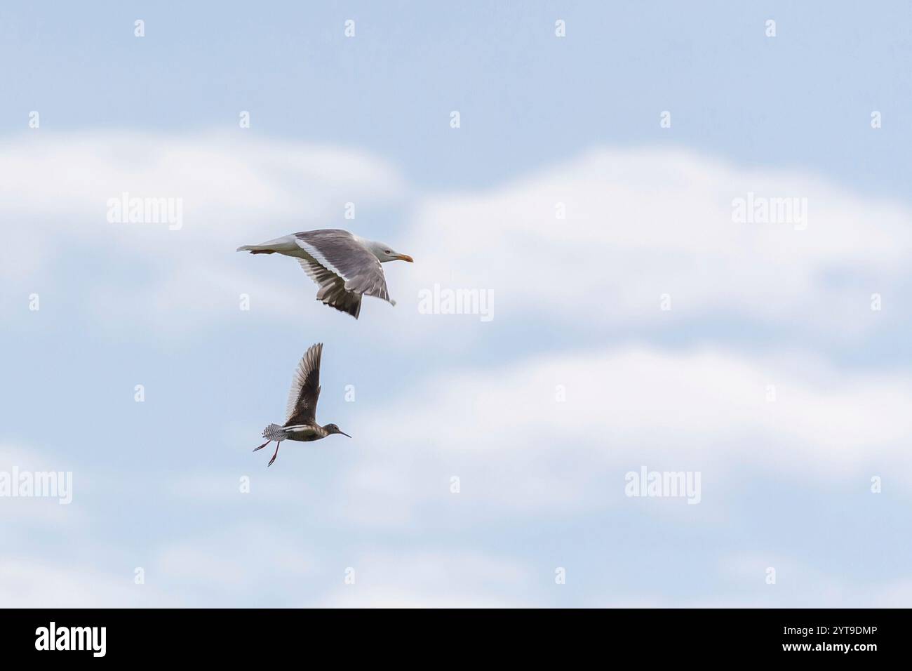 Redshank (Tringa totanus) e gabbiano aringa (Larus argentatus) in volo sulle paludi saline di Juist, Isole Frisone Orientali, Germania. Foto Stock