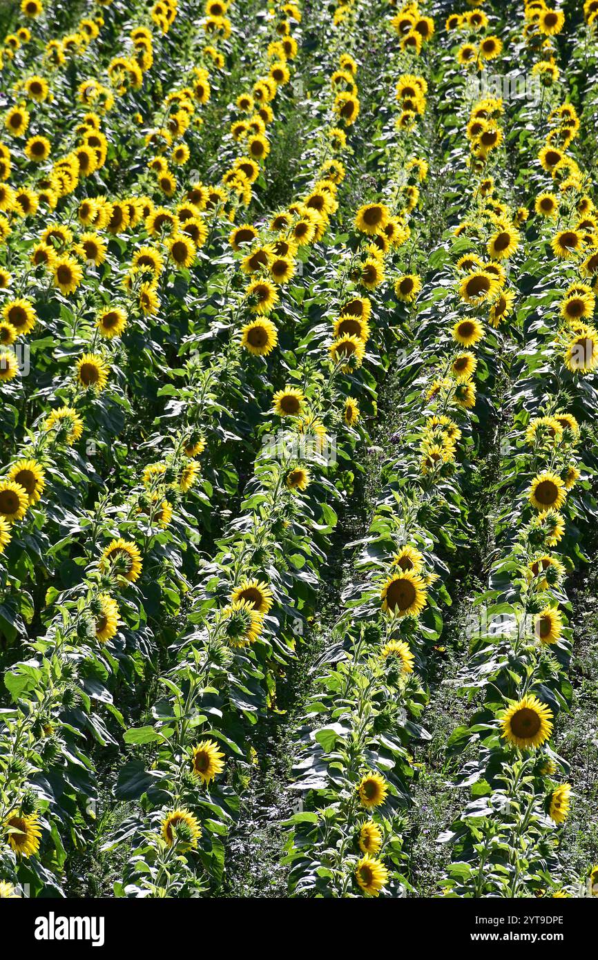 Vista a volo d'uccello di file di girasoli in un campo Foto Stock