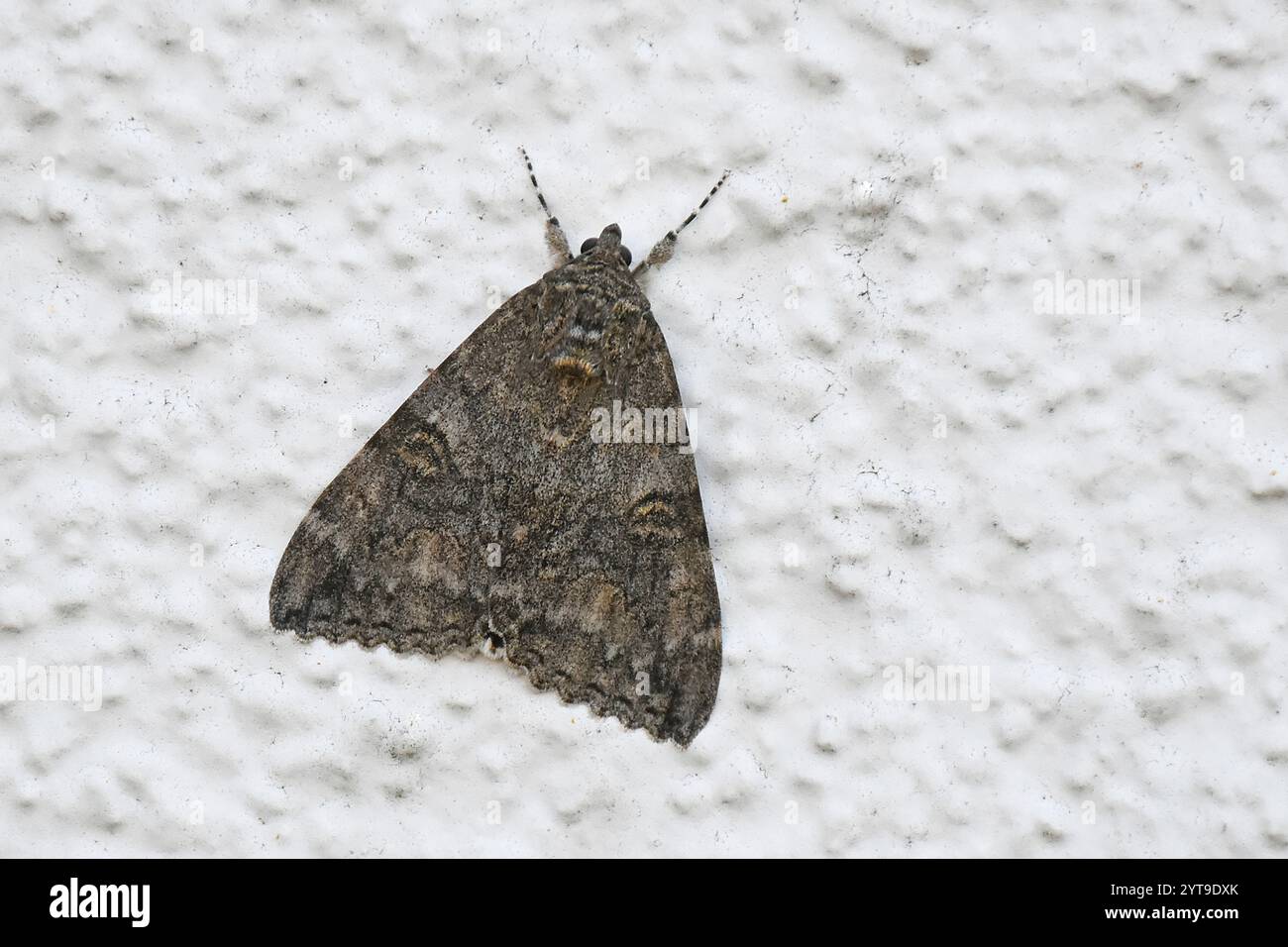 La Red Order Band, Catocala nupta, su un muro di casa bianca Foto Stock